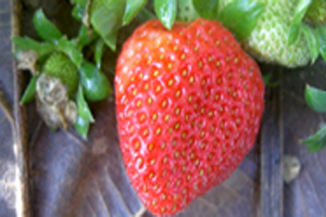 การใช้ผึ้งผสมเกสรสตรอเบอรี่เพื่อเพิ่มคุณภาพและปริมาณผลผลิต