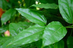 ย่านาง สุดยอดอาหารและยา