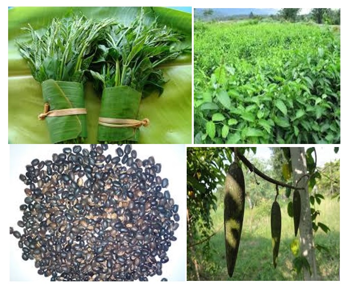 ผักเชียงดา (ตอนที่ 1)