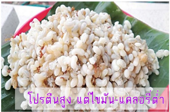 “ไข่มดแดง” โปรตีนสูง แต่ไขมัน-แคลอรีต่ำ